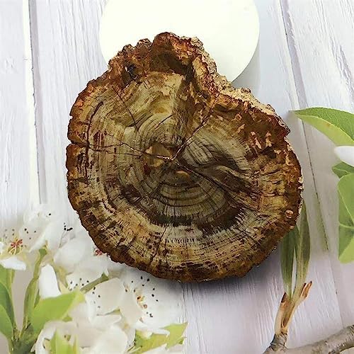 KatLin Natural Wood Grain Crystal Healing Stones