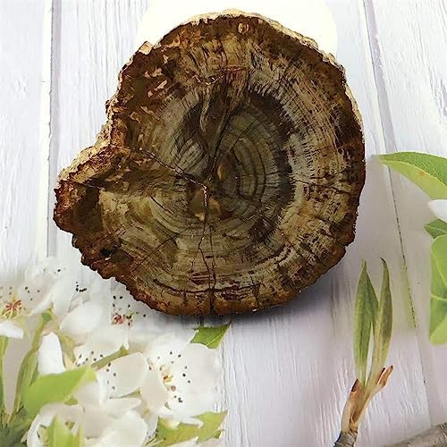 KatLin Natural Wood Grain Crystal Healing Stones