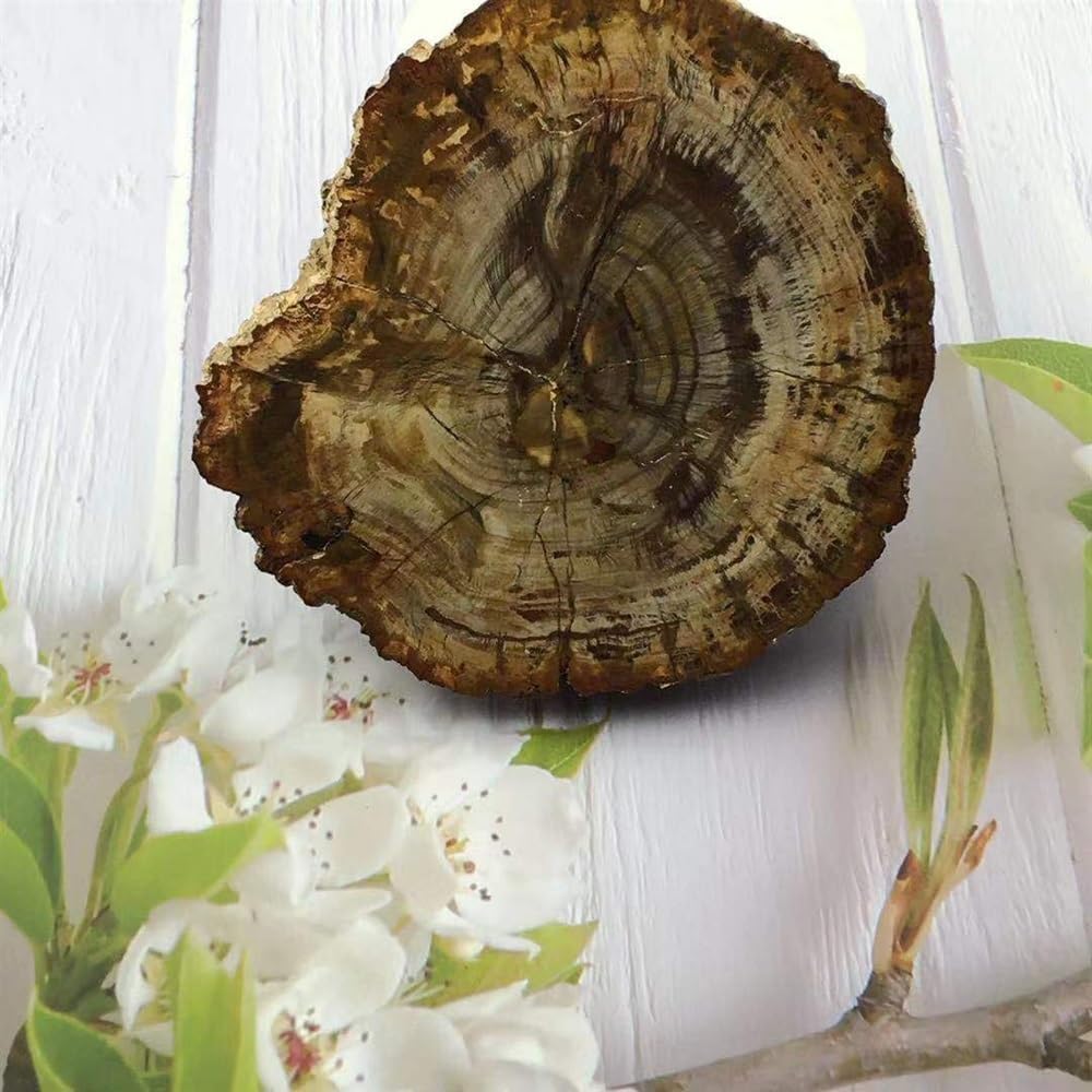 KatLin Natural Wood Grain Crystal Healing Stones