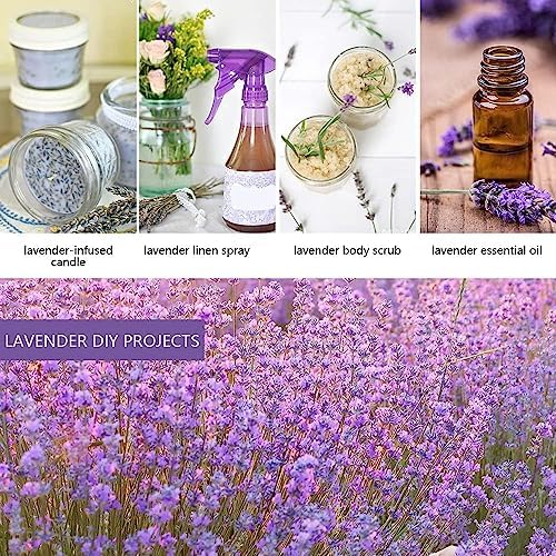 Cedar Space 32 Lavender Sachet Bags for Home and Closet Use