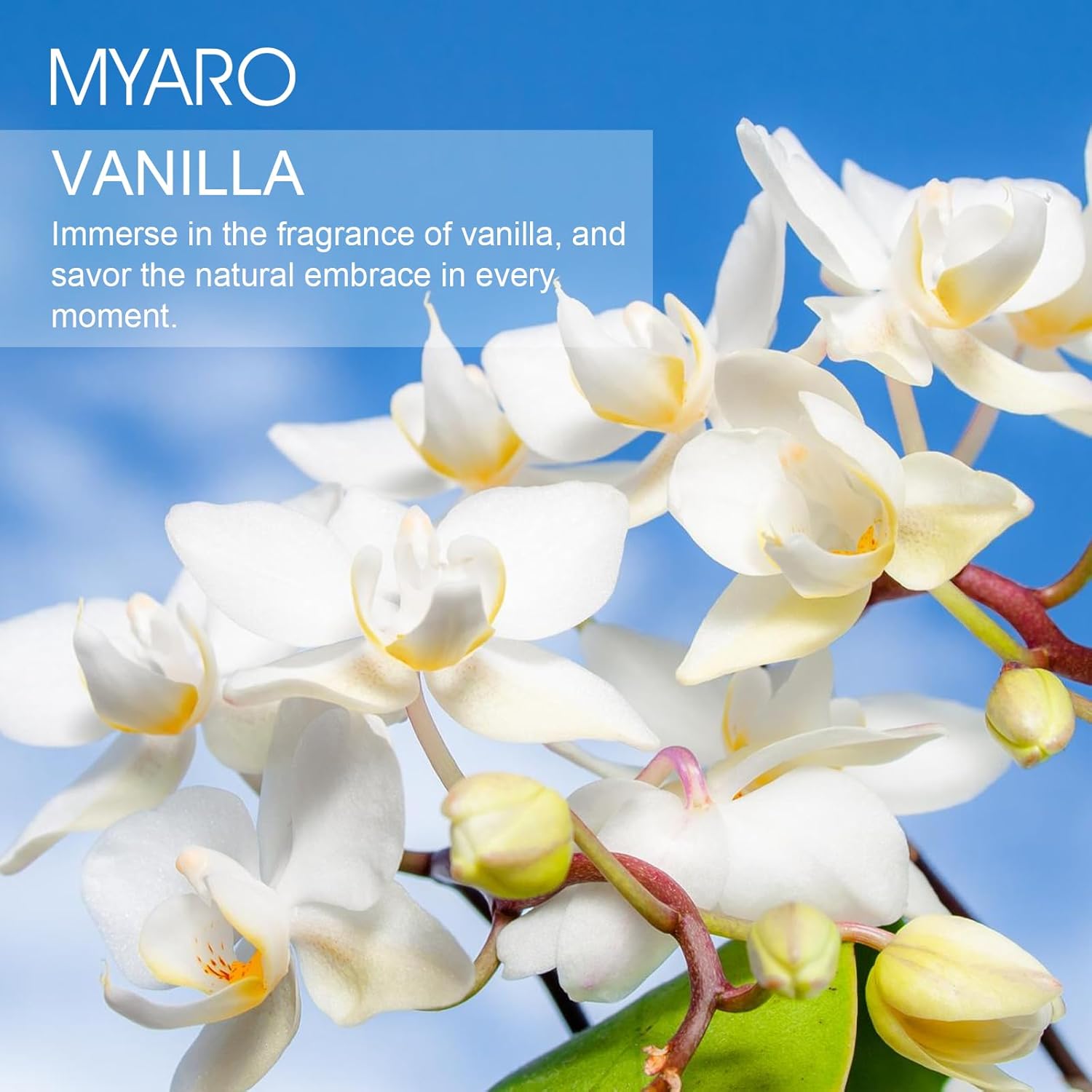 MYARO Vanilla Scented Sachets 12 Pack Drawer Closet Freshener