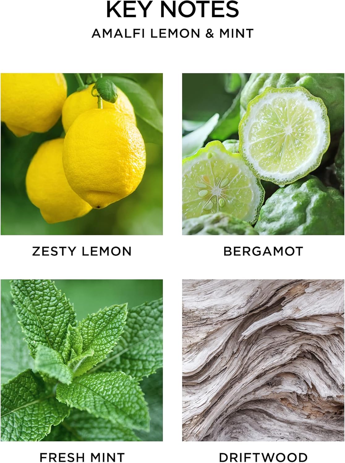 NEST New York Reed Diffuser Amalfi Lemon Mint